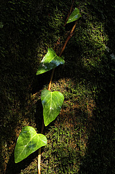 ���� ���������� (Hedera colchica) ���������� ����������, ������