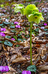 �������� ���������� (Helleborus caucasicus) ���������� ����������, ������