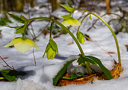 �������� ���������� (Helleborus caucasicus) ���������� ����������, ������