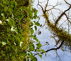 ���� ���������� (Hedera colchica) ���������� ����������, ������