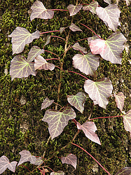 ���� ���������� (Hedera colchica) ���������� ����������, ������