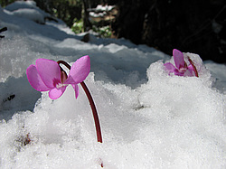 ������ ������� (Cyclamen coum) ���������� ����������, ������