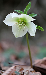 �������� ���������� (Helleborus caucasicus) ���������� ����������, ������