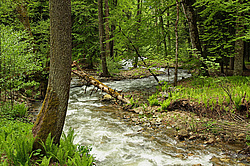 �������, ������� ���� ����� ����. ���������� ����������, ������