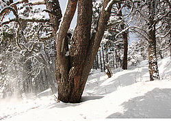 �������. ���������� ����������, ������