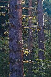 �������. ���������� ����������, ������