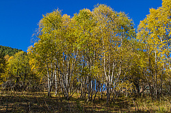 ���������, �����. ���������� ����������, ������