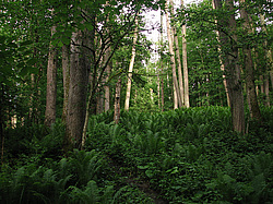 ���������, ����. ���������� ����������, ������