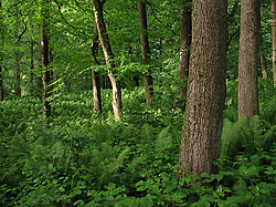 ���������, ����. ���������� ����������, ������