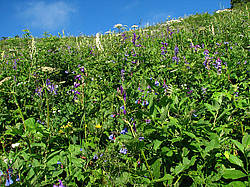 ������������� ����, ����. ���������� ����������, ������