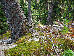 �������. ���������� ����������, ������