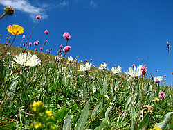 ������������� ����, ����. ���������� ����������, ������