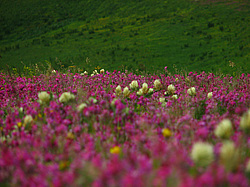 ������������� ����, ����. ���������� ����������, ������