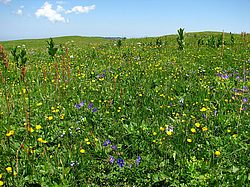 ������������� ����, ����. ���������� ����������, ������