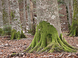 �������, ����. ���������� ����������, ������