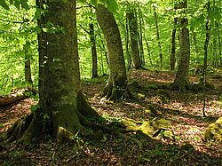 �������, ����. ���������� ����������, ������