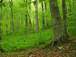 �������, ����. ���������� ����������, ������