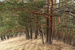 �������. ���������� ����������, ������