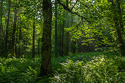 ���������, ����. ���������� ����������, ������