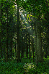 ���������, ����. ���������� ����������, ������