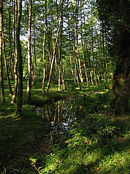 ���������, ����. ���������� ����������, ������