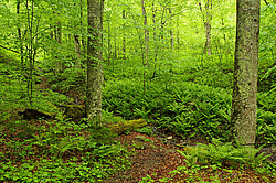 �������, ����. ���������� ����������, ������