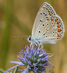 ��������� (Lycaenidae),  ����� ������, ���������� �����. �����������.