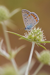 ��������� (Lycaenidae),  ����� ������, ���������� �����. �����������.