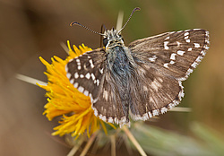 ������������� (Hesperiidae),  ����� ������, ���������� �����. �����������.