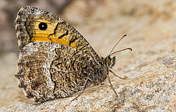 ���������� sp.(Satyridae) ����� ������, ���������� �����. �����������.