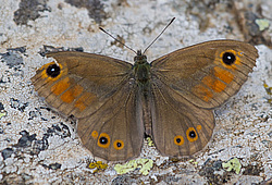 ���������� sp.(Satyridae) ����� ������, ���������� �����. �����������.