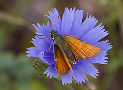 ������������� (Hesperiidae),  ����� ������, ���������� �����. �����������.