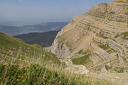 ���������, ��������� (Astrantia), ��������� �����, ���� ������ � ��������, �����������.