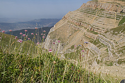 ���������, ��������� (Astrantia), ��������� �����, ���� ������ � ��������, �����������.