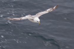 ������ (Fulmarus glacialis). ����� ��������� ���� � ��������