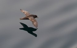 ������ (Fulmarus glacialis). ����� ��������� ���� � ��������