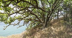 ���������, ���������� �����, ������