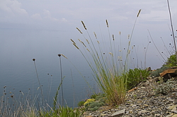 ���������, ���������� �����, ������