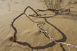 �������� ���������, ����������� ������, ��������