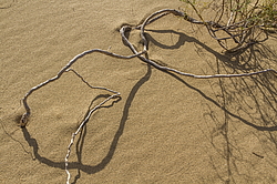 �������� ���������, ����������� ������, ��������