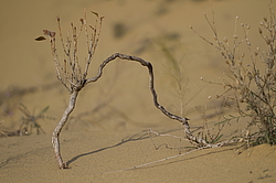 �������� ���������, ����������� ������, ��������