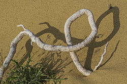 �������� ���������, ����������� ������, ��������