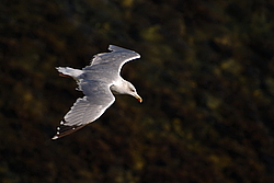 ����������� ����� ��� �����