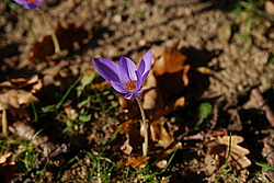 ������������ �������, ���������