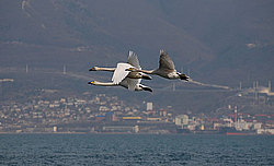 ����� �������, ���������, ������