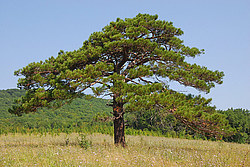  ����������� ������, ������, ������