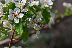 ������, ����������� ������, ������, ������