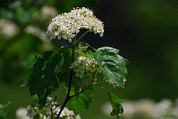 ������ �����, ����������� ������, ������, ������