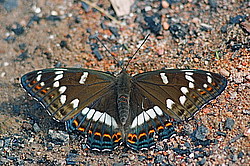 �������� ��������� (Limenitis populi) ������������� �������