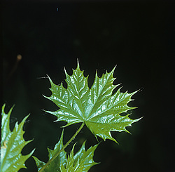 ������� ������ �����